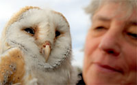 This baby barn owl, named Sooty, shown with <b>Jean Thorpe</b>, was rescued after - 152143