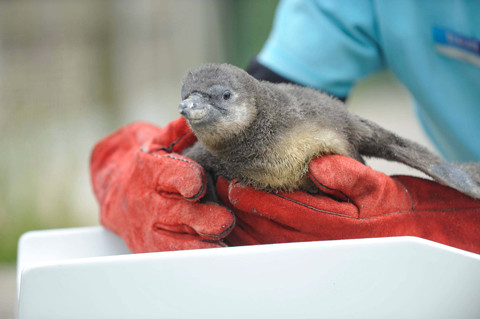 Peso the Penguin chick who has been born to parent Piglet and Gonzo at Scarborough Sea Life Sanctuary with Todd German from the centre who has the job of weighing the youngster each week.