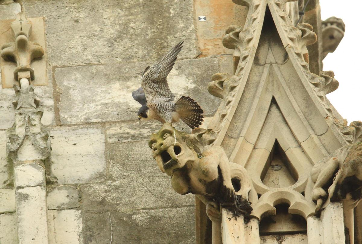 Peregrine Falcon Spotted At York Minster York Press