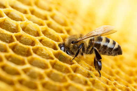 120 000 Bees Given Home Atop York Office Block York Press