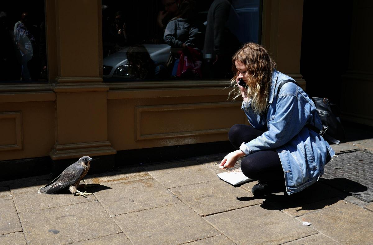 Crash Landing For York Minster Fledgling Peregrine Falcon