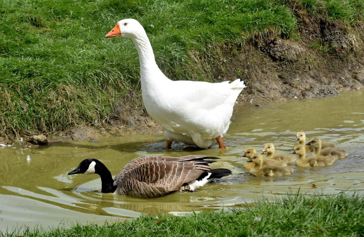 Love Story Of A Wild Canadian Goose And A Domestic Gander Who Have Mated On A Harome Farm York Press